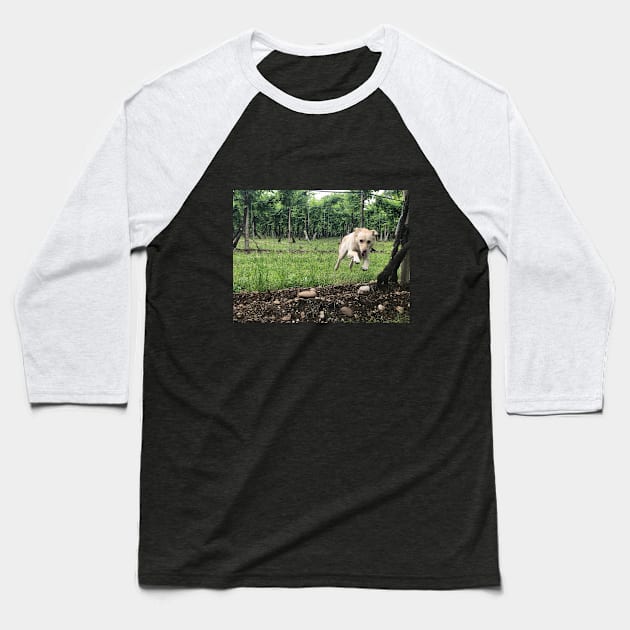 Doggy through the grapevine. Baseball T-Shirt by DZanotto